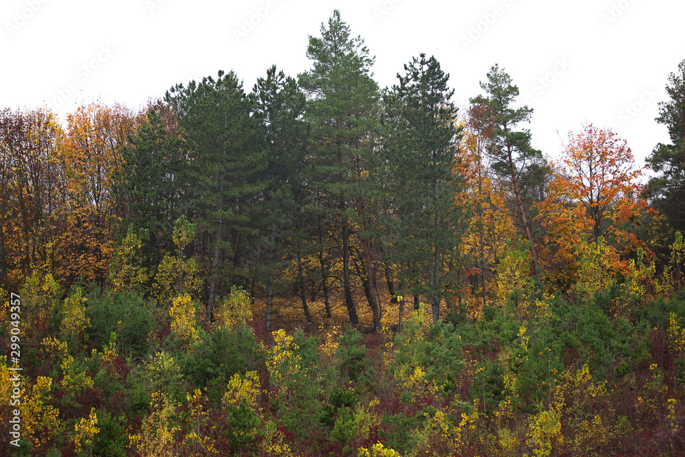 Green and yellow colored trees in autumn landscape