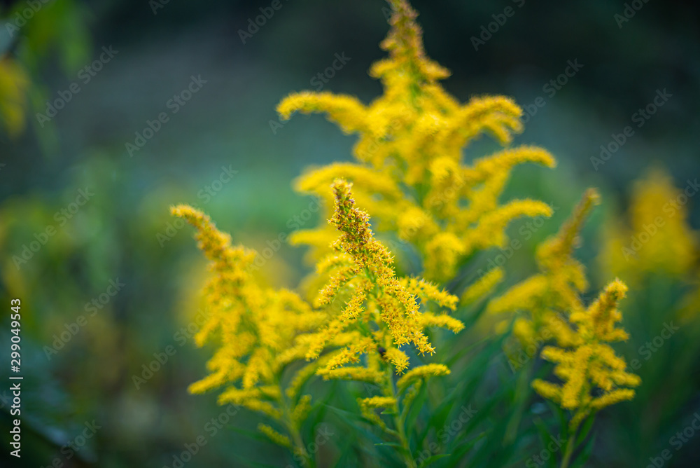 秋雨の黄色い花