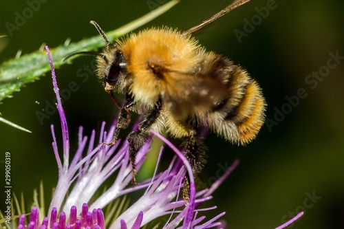 Bumblebee in flight sitting on a pink flower plant, macro