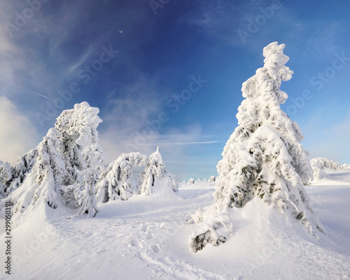 Im schneebedeckten Winterwald © Jenny Sturm