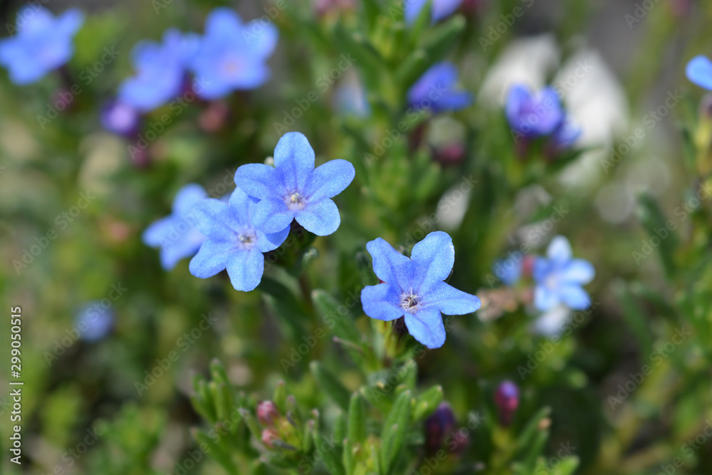 blue Scrambling gromwell flowers in the garden blue Scrambling gromwell flowers in the garden