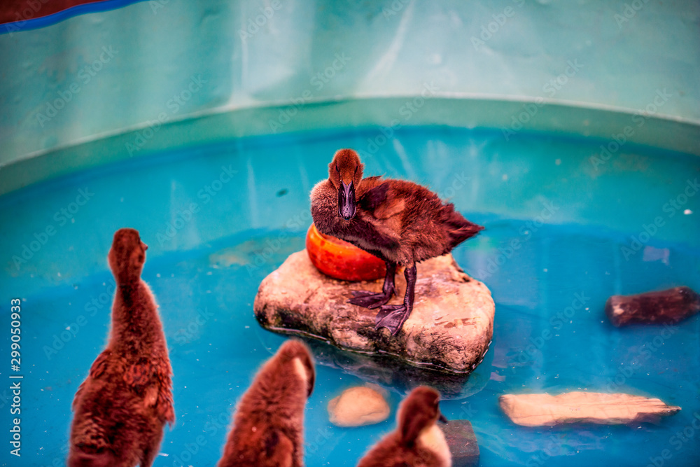 Baby ducklings on stand on rocks in a small pond.