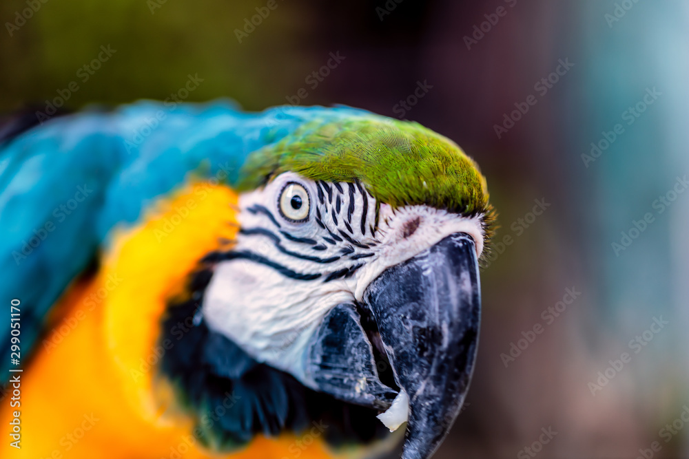 Head shot of a blue and gold macaw parrot Head shot of a blue and gold macaw parrot