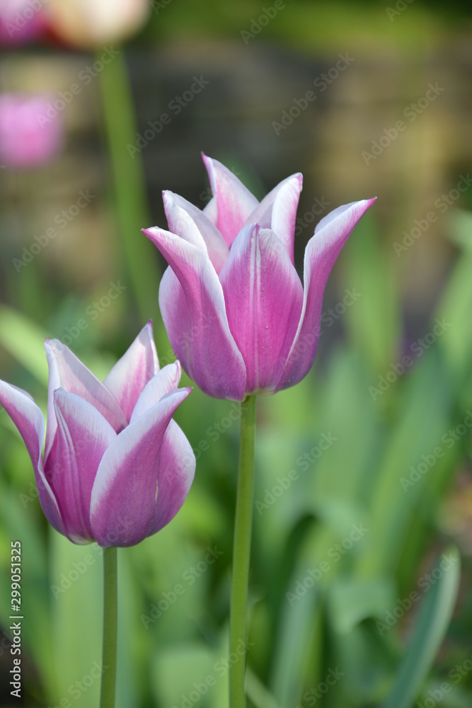 Naklejka premium Tulpen