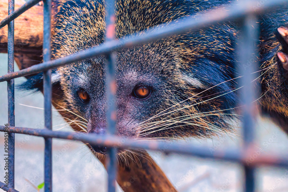 Close up of a bear cat looking through its cage.