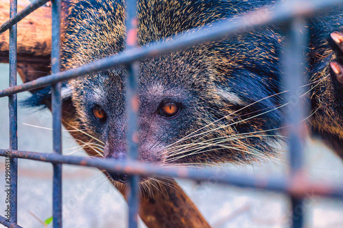 Obraz na płótnie Close up of a bear cat looking through its cage. w salonie