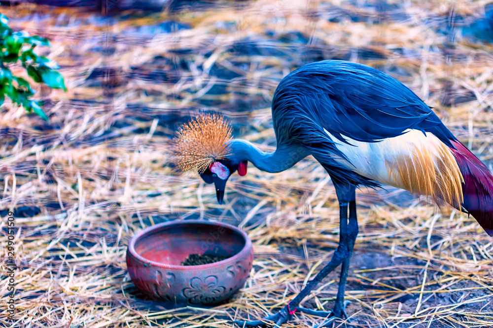 A crested grey crane in a cage eating from a bowl