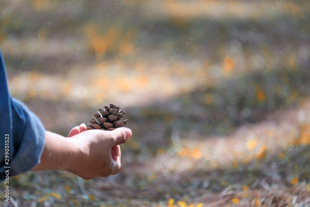 hand of woman holding pine fruit in autumn leaf for background hand of woman holding pine fruit in autumn leaf for background
