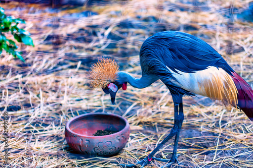 Obraz na płótnie A crested grey crane in a cage eating from a bowl w salonie