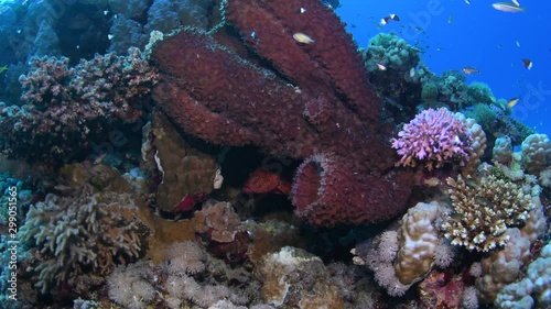 Prickly tube-sponge (Callyspongia crassa) with a coral grouper (Cephalopholis miniata) hiding underneath, in St. John´s Reef, Marsa Alam, Egypt