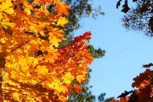 Very bright yellow-red autumn maple leaves  golden autumn