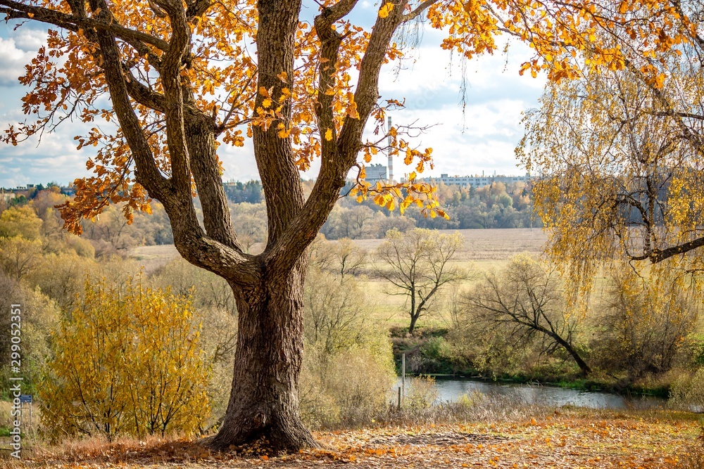 Fototapeta premium Beautiful autumn oak tree on the hill, yellowing foliage, autumn landscape