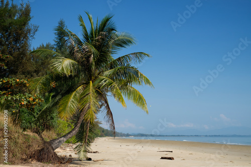 Fototapeta Naklejka Na Ścianę i Meble -  coconut palm tree on the beach in summer