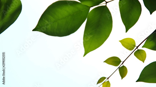 Close up beautiful view of nature green leaves on blurred greenery white sky background with sunlight in public garden park. It is landscape ecology and copy space for wallpaper and backdrop photo