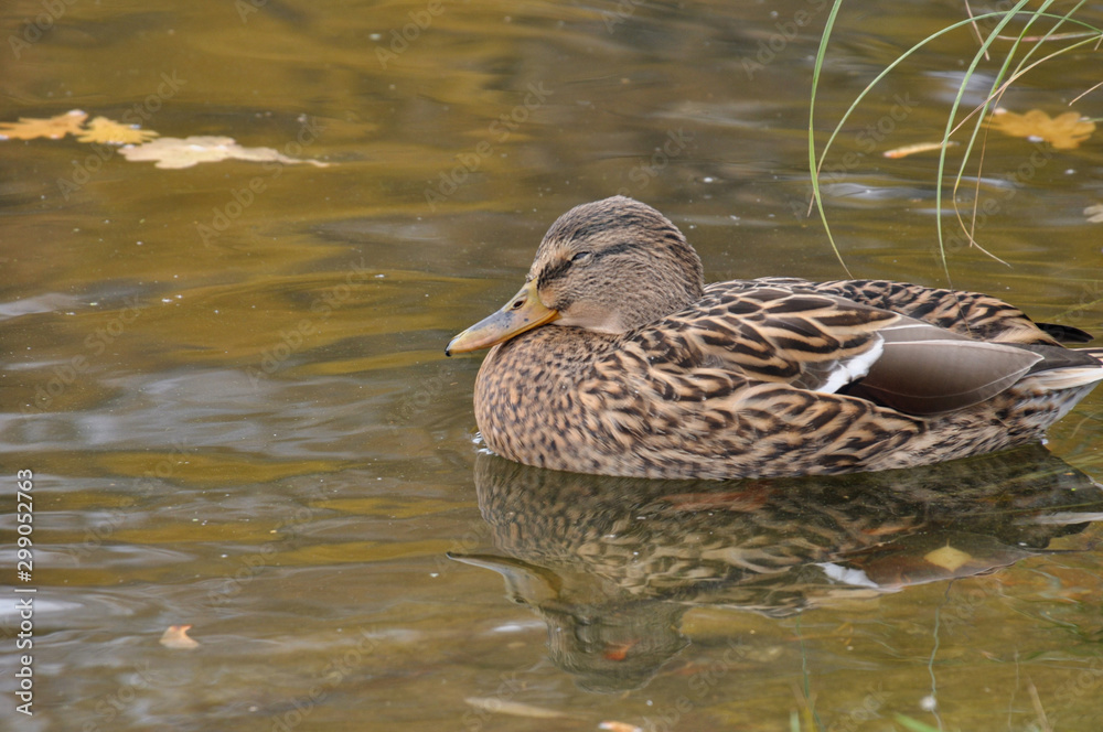 Closeup of mallard duck which is sleeping in the water. Closeup of mallard duck which is sleeping in the water.