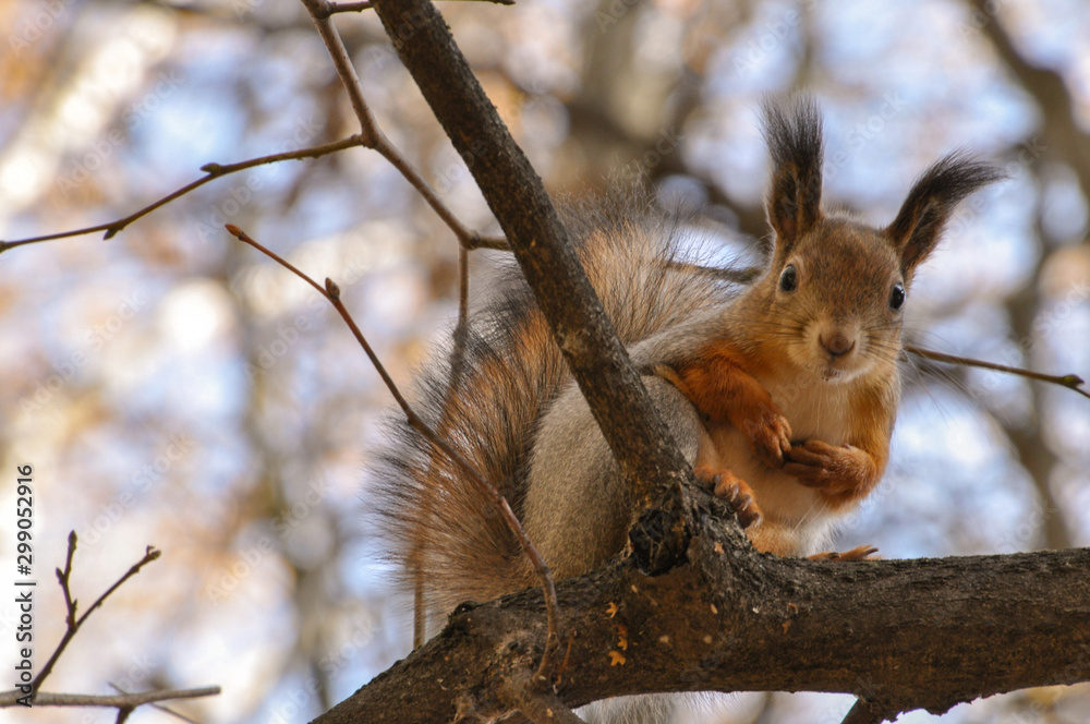 Squirrel on the tree branch Squirrel on the tree branch