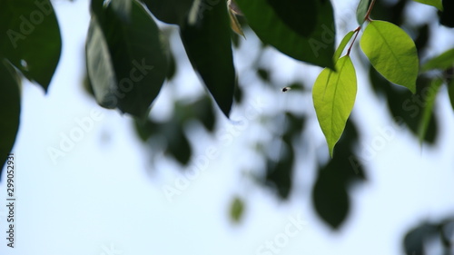 Close up beautiful view of nature green leaves on blurred greenery white sky background with sunlight in public garden park. It is landscape ecology and copy space for wallpaper and backdrop