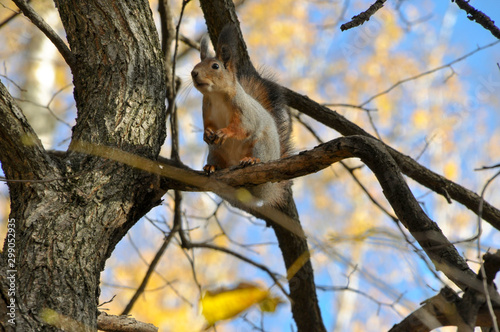 Cute squirrel is sitting on tree branch in autumn park.