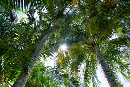 Beach summer vacation holidays background with coconut palm tree