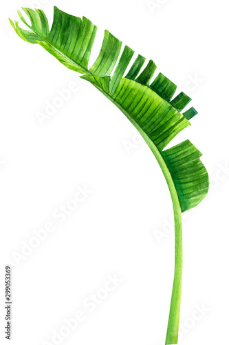 green leaves  tropical plants  palm trees on an isolated white background  Jungle botanical watercolor illustrations