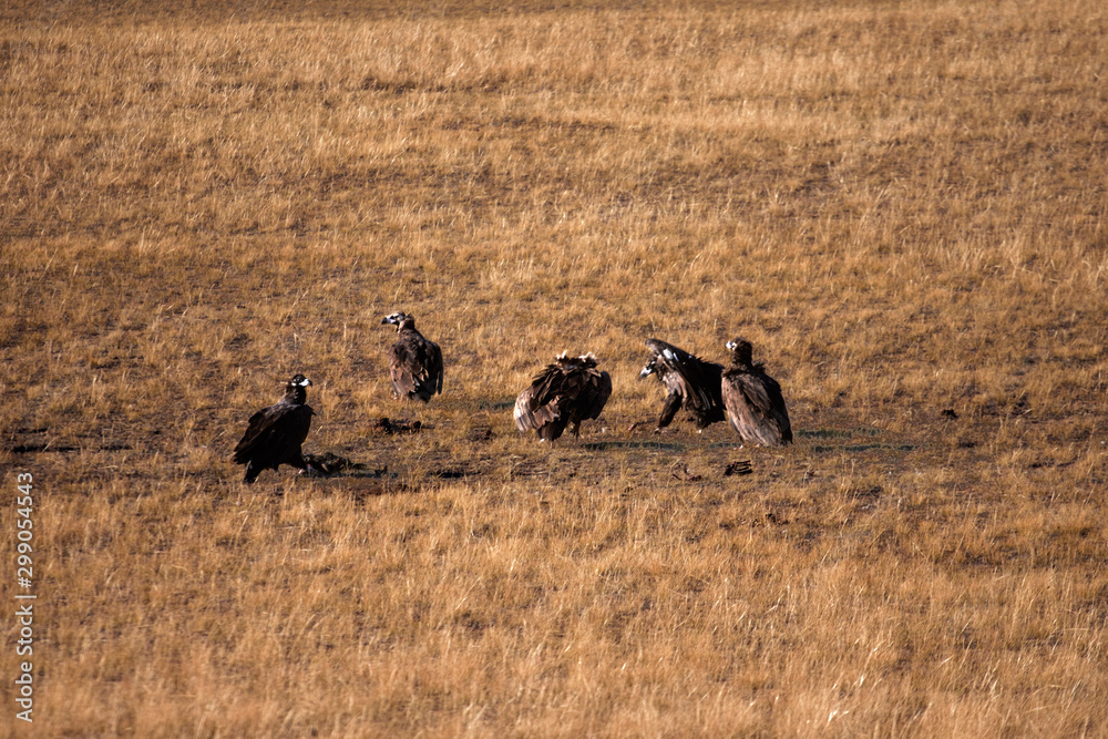 The largest eagle is Aquila chrysaetos. Flock of predatory eagle bird on the hunt The largest eagle is Aquila chrysaetos. Flock of predatory eagle bird on the hunt