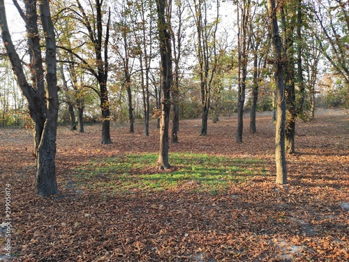 Park with green oasis rounded with leafs Kovin Serbia photo