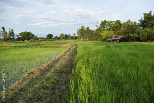 landscape in the rice field in the evening, in the isan thailand, province udon thani. photo