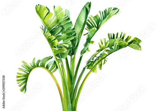 green leaves  tropical plants  palm trees on an isolated white background  Jungle botanical watercolor illustrations