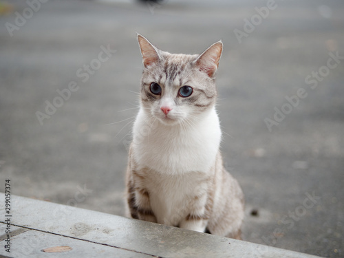 beautiful bright cat with blue eyes on the street