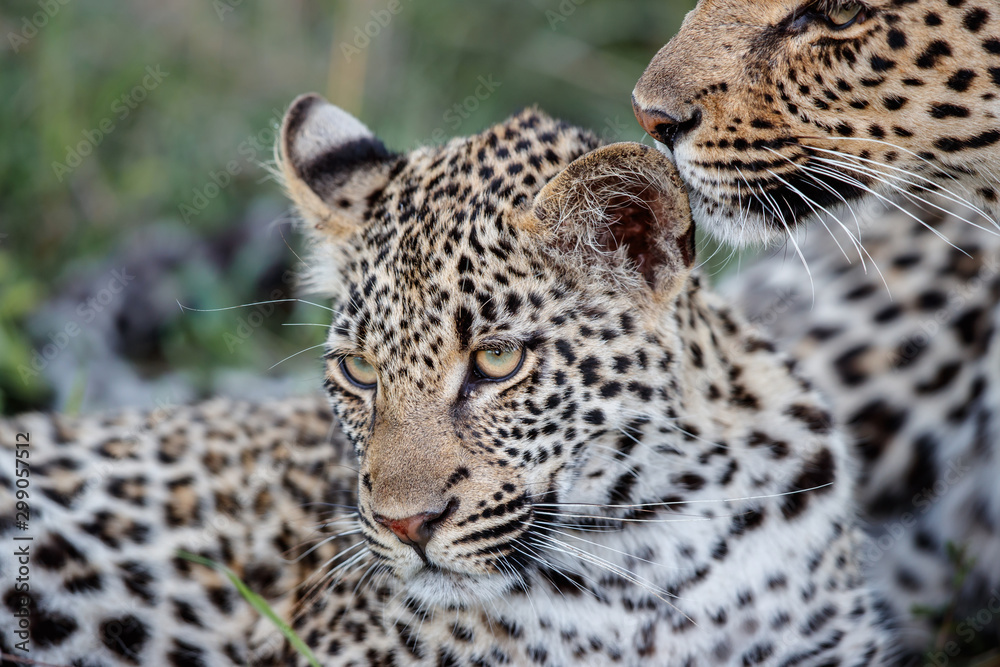 Leopard mother and cub - the female is nursing the young leopard in Sabi Sands Game Reserve in the greater Kruger region in South Africa Leopard mother and cub - the female is nursing the young leopard in Sabi Sands Game Reserve in the greater Kruger region in South Africa