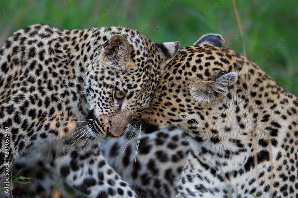 Leopard mother and cub - the female is nursing the young leopard in Sabi Sands Game Reserve in the greater Kruger region in South Africa Leopard mother and cub - the female is nursing the young leopard in Sabi Sands Game Reserve in the greater Kruger region in South Africa