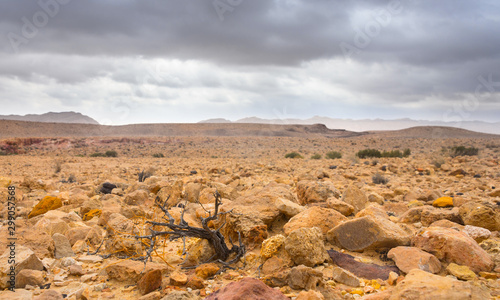 A dried tree at the bottom of a rocky canyon. photo