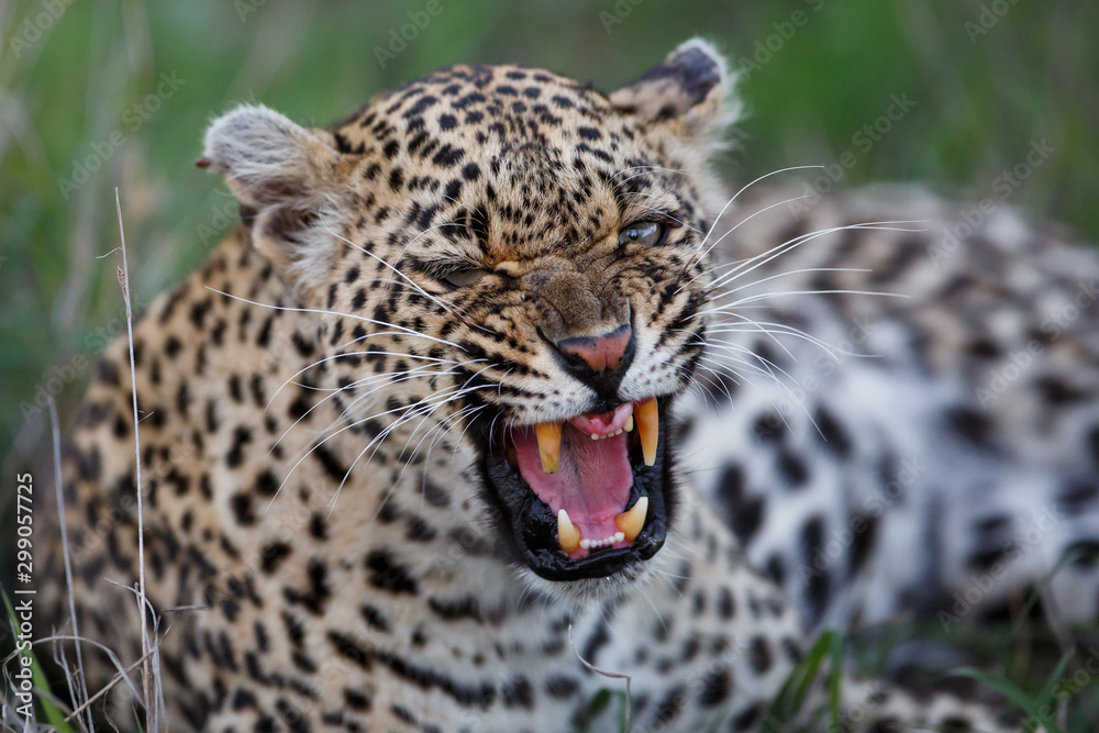 Fototapeta premium Angry female leopard in Sabi Sands game reserve in the greater Kruger region in South Africa