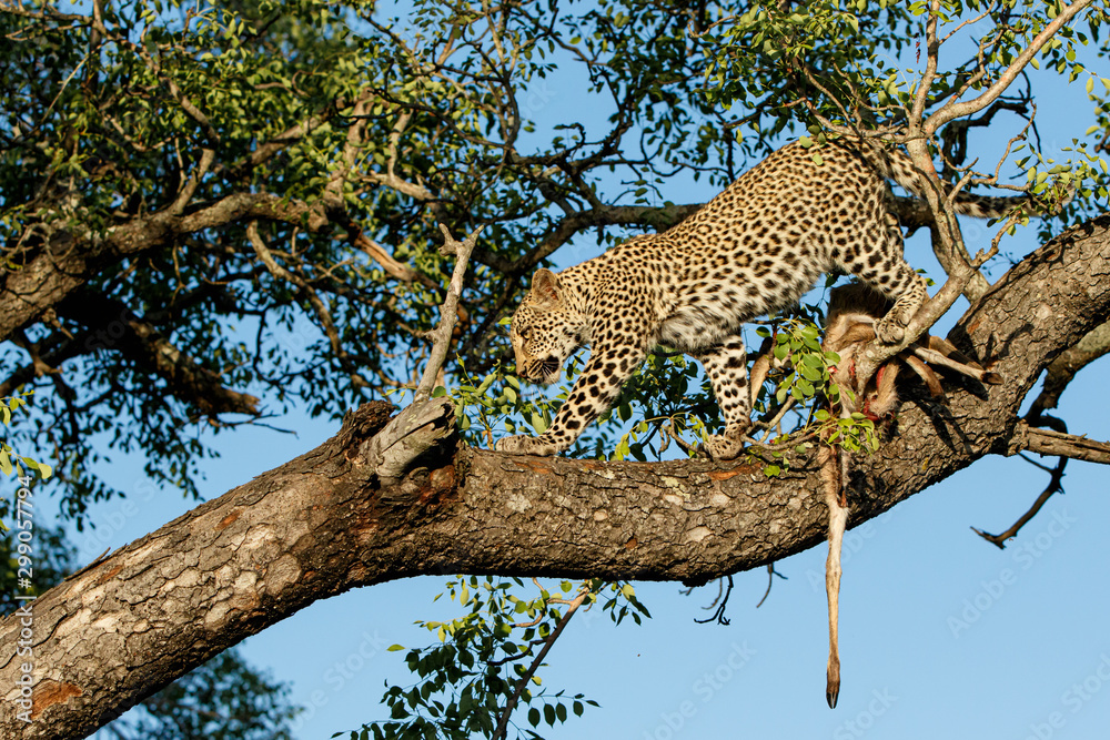 Leopard cub in the tree eating from a prey in Sabi Sands Game Reserve in the greater Kruger region in South Africa Leopard cub in the tree eating from a prey in Sabi Sands Game Reserve in the greater Kruger region in South Africa