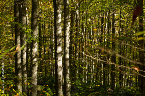 Fototapeta Naklejka Na Ścianę i Meble -  trees in the autumn in the Küre mountains of north central Turkey