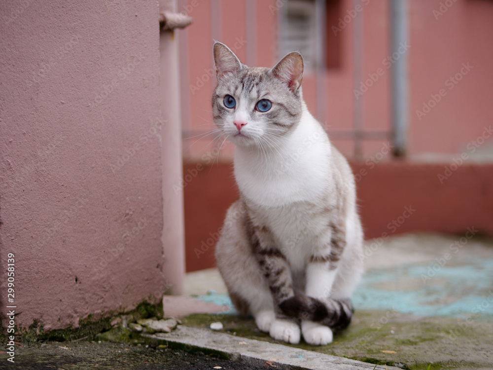 beautiful bright cat with blue eyes on the street