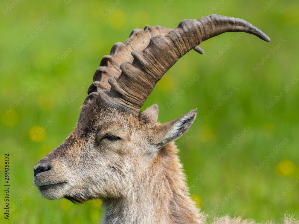 close-up natural alpine ibex capricorn with green meadow