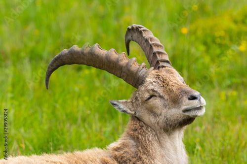 Tablou canvas closeup relaxed male alpine capra ibex capricorn in green meadow