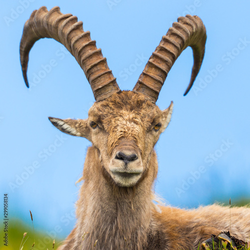 Fototapet close-up male alpine capra ibex capricorn sitting in meadow