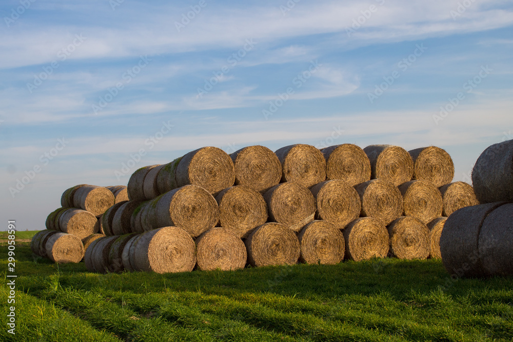 Close-up of cylindrical hay bales on farmland against a blue sky. Autumn landscape of cylindrical bales of hay in farmland in the sunset, cultivating fields. Close-up of cylindrical hay bales on farmland against a blue sky. Autumn landscape of cylindrical bales of hay in farmland in the sunset, cultivating fields.