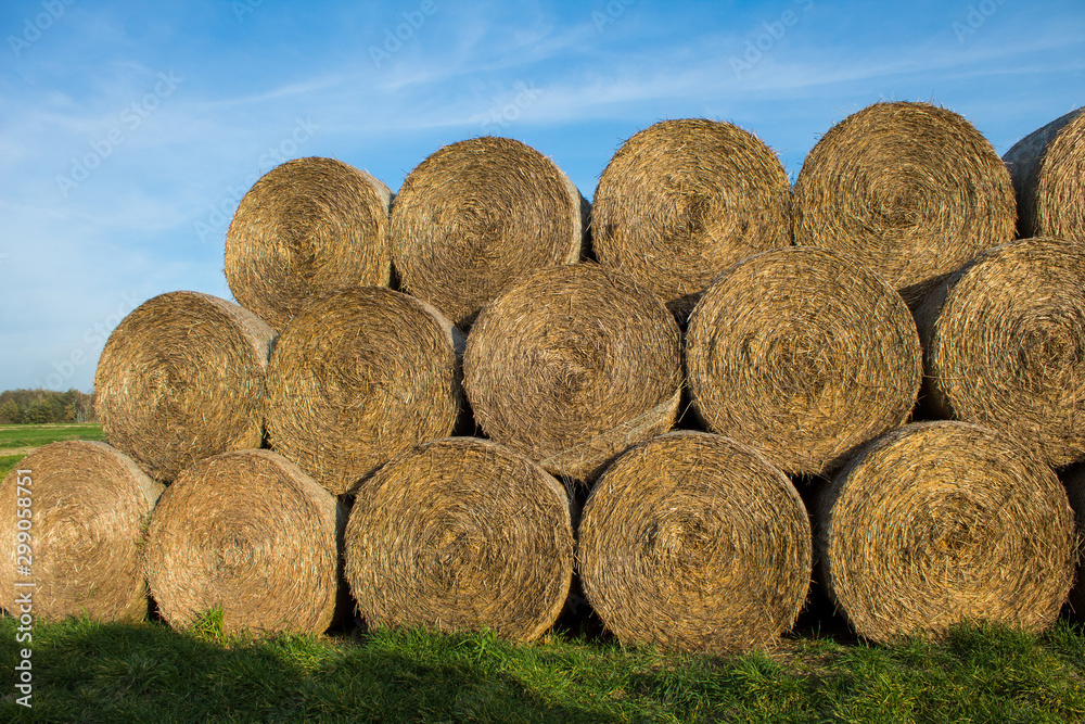 Close-up of cylindrical hay bales on farmland against a blue sky. Autumn landscape of cylindrical bales of hay in farmland in the sunset, cultivating fields. Close-up of cylindrical hay bales on farmland against a blue sky. Autumn landscape of cylindrical bales of hay in farmland in the sunset, cultivating fields.