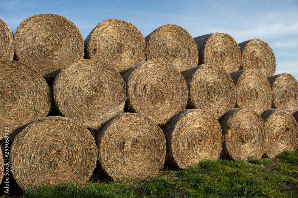 Close-up of cylindrical hay bales on farmland against a blue sky. Autumn landscape of cylindrical bales of hay in farmland in the sunset, cultivating fields. Close-up of cylindrical hay bales on farmland against a blue sky. Autumn landscape of cylindrical bales of hay in farmland in the sunset, cultivating fields.