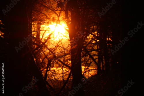 A red hot evening sun breaks through the trees