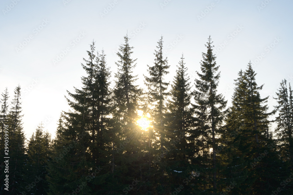 Beautiful Fir Trees with Bright Sun in Morning Fog.