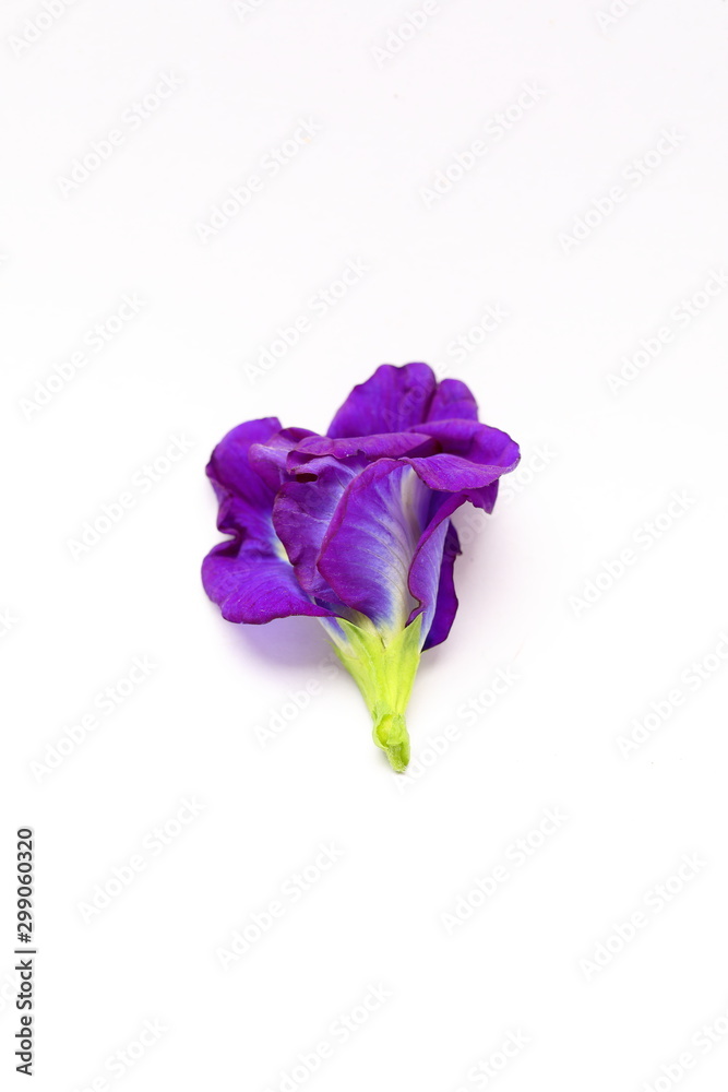 Butterfly pea flowers on white background Butterfly pea flowers on white background