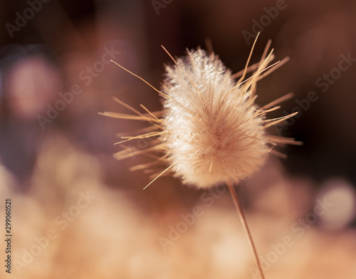 Pennisetum villosum grows wild in Greece