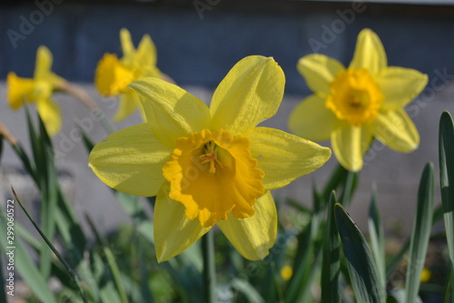 les jonquilles annonciatrices du printemps