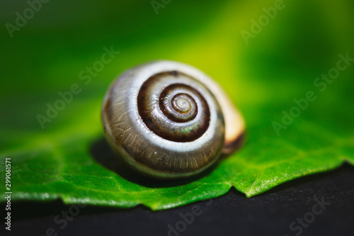 little snail on a green leaf, close up shoot