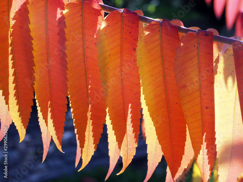 Herbstfarbene bunte Essigbaumblätter im Gegenlicht photo