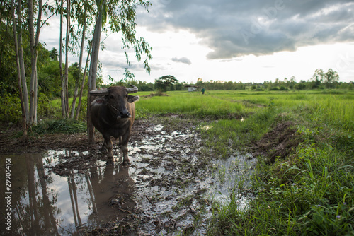 Water buffalo in the isan thailand photo